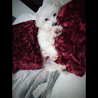 tomotomo