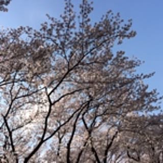 aoi