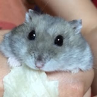 sugayumi