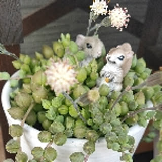 momonga
