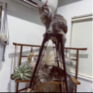 mayumi