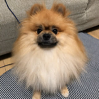 rromomo1