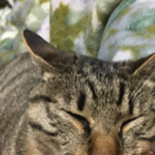 goroneko