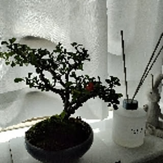 yuki