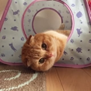 mamemika