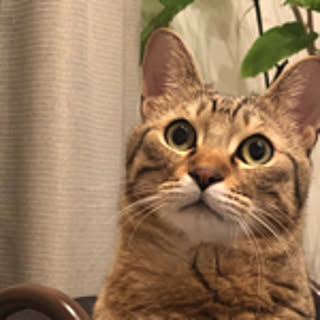 Li-Tan