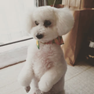 marron_0328