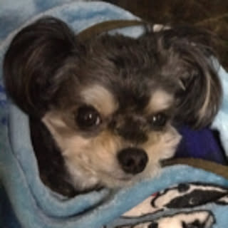 komo