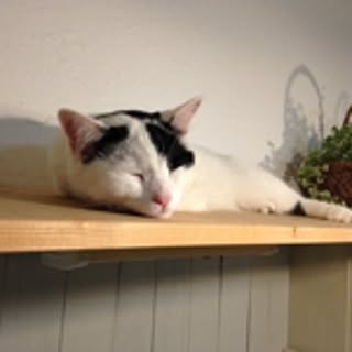 coco0329