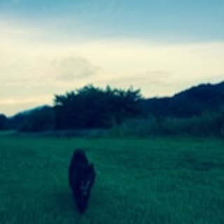 koa