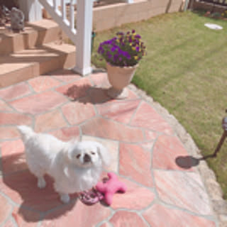LALA