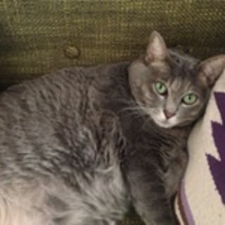 timo
