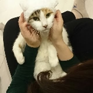kokochi