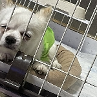 mimi