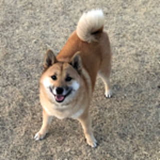 ichigo