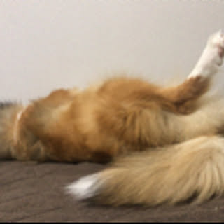 waka