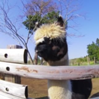alpaca