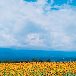achipoko