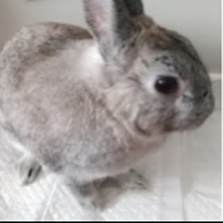 pipi