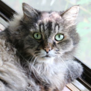 neko.no.hitai