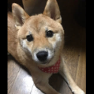 pyon