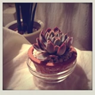 magnoliafog