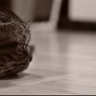 fluffy_7979