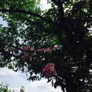sakura_no_hi