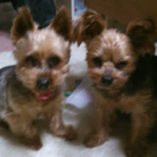 chii_ton
