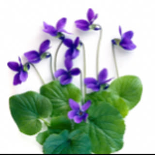 ricora