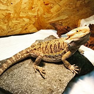 keeperkazuyo