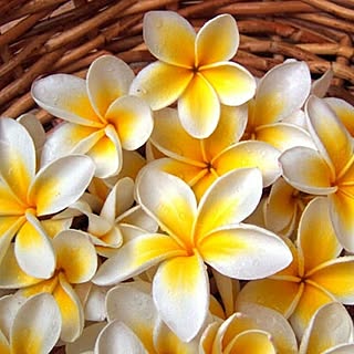 aopi