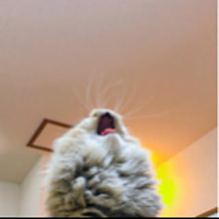 koma