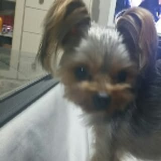mimi
