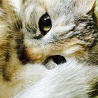 matsukazu
