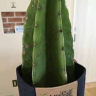 nankoro