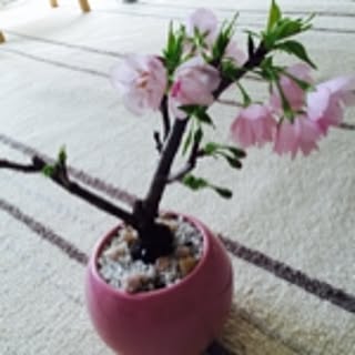 Aya