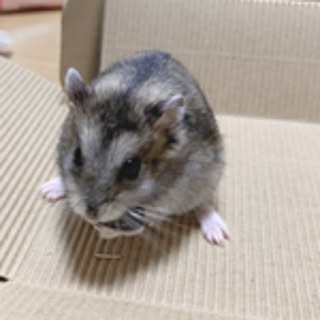 viscovisco