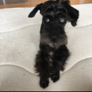 Blacky