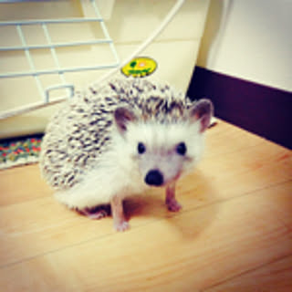 sawamaru