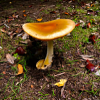 gerbillinae