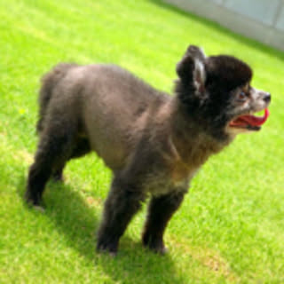 taiyou