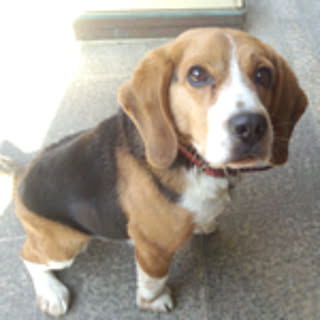 Baron