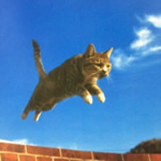 ciffoco