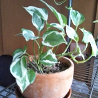potosu