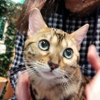 ikko
