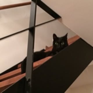 jiji