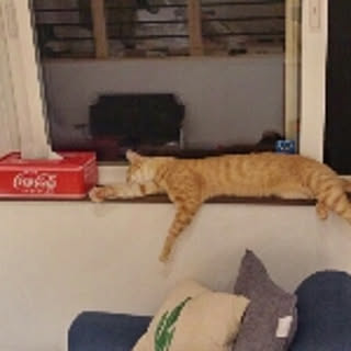aco