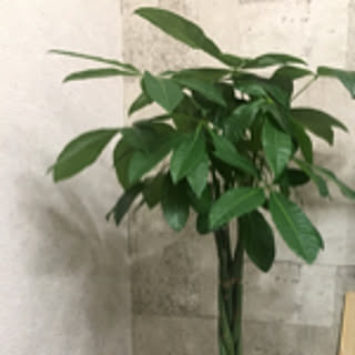 tontonmakko