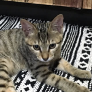 takemaru